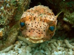 Keep smiling...!!!
Friendly little Balloonfish swiming d... by David Benz 